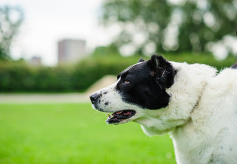 Portrait of a beautifull dog over green blurred background