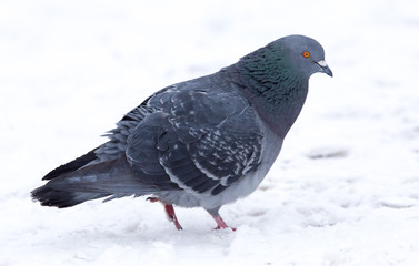 Pigeon sits on white snow in winter