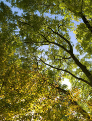 Plants: Beautiful tree canopy that shines romantically in the autumnal sun over the Martin Luther pilgrimage path in Eastern Thuringia