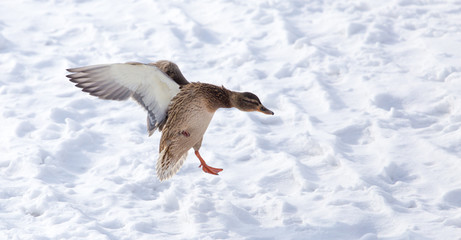 Duck flying against white snow in winter