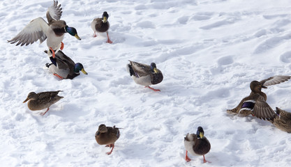 A flock of ducks on white snow in winter