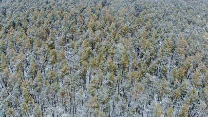Aerial photo winter forest