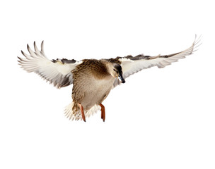 Duck in flight on a white background