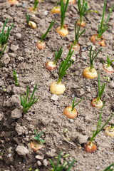 Saplings of onion in the garden in the spring