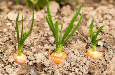Saplings of onion in the garden in the spring