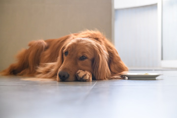 Cute golden retriever on the ground