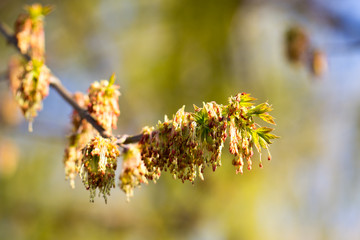 flowers on the branches of maple in spring