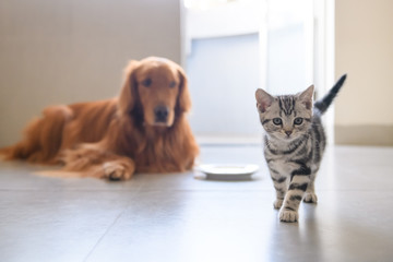 The kitten and the Golden retriever © chendongshan