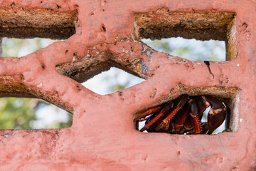 Red Migrating crab. Gecarcinus ruricola on a brick wall