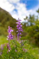 Beautiful blue flower in the wild