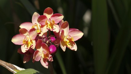 Spathoglottis plicata ( Orchid) 05-01-2017,India