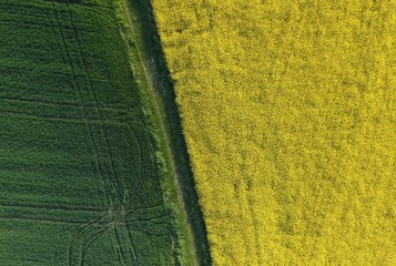 Rapsfeld, Getreidefeld, Luftaufnahme (gr&uuml;n, gelb)