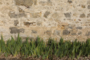 mur et plantes