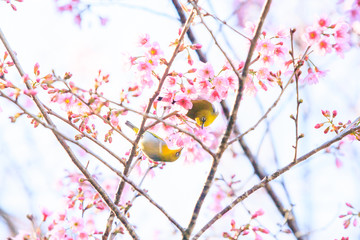 Couple Oriental White-eye mating on the branch of sakura cherry.