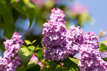 Obraz premium Lilac flowers on a tree in spring