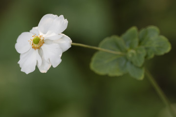 Chinese or Japanese anemones, thimbleweed, or windflower