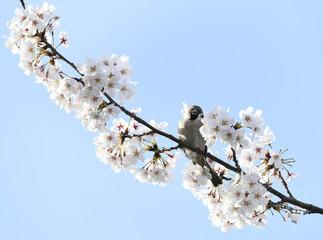 日本の鳥　サクラの花の蜜を吸うスズメ＝東京都文京区（播磨坂桜並木）