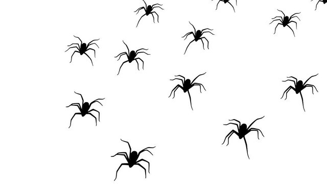 Spiders, animation on the white background