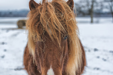 Close up shot of the eyes of a roan horse looking at the camera.