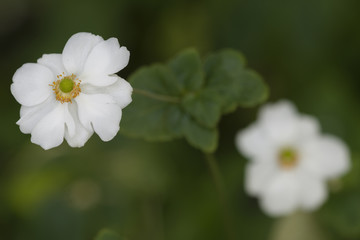 Obraz na płótnie Canvas Chinese or Japanese anemones, thimbleweed, or windflower