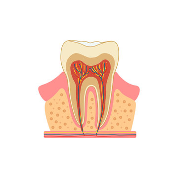 Tooth in a cut. Medical diagram of the structure of the inside cross-section of the tooth. Vector infographic concept isolated on white background