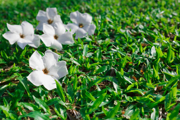 Pictures of spring flowers in the lawn.Focus on white flowers.