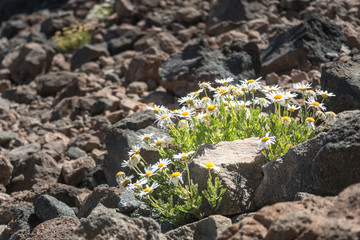 Gänseblümchenblume wachsen auf Basaltstein