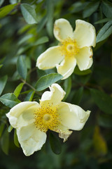 Obraz premium withering wild rose flowers