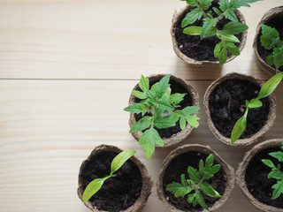 Seedlings in peat pots on a wooden table with a copy space. The view from the top.