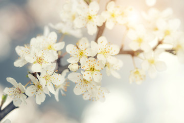 detail of cherry flower