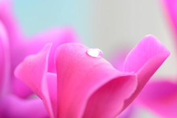 Water drop on a pink flower petal