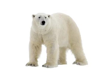 Crédence de cuisine en verre imprimé Ours polaire Ours polaire isolé sur fond blanc