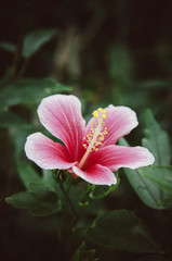 Pink hibiscus flower, Chinese hibiscus or China rose or Hawaiian hibiscus, shoe flower