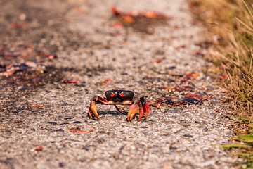 Red Migrating crab Cuba Gecarcinus ruricola on the road