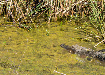 Brazos Bend State Park, Texas