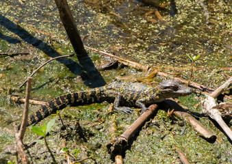 Brazos Bend State Park, Texas