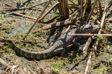 Brazos Bend State Park, Texas