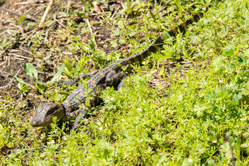 Brazos Bend State Park, Texas