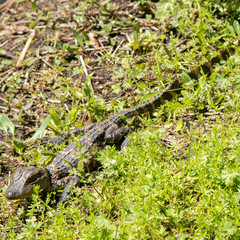 Brazos Bend State Park, Texas