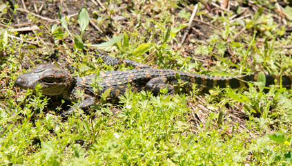 Brazos Bend State Park, Texas