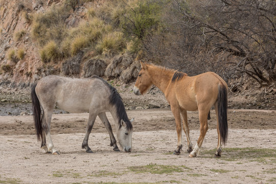 Wild Horses along the Salt River in Arizona