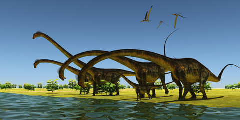 Jurassic Barosaurus Dinosaurs - A herd of Barosaurus dinosaurs bend their long necks to drink from a river as a flock of Pteranodons fly over. © Catmando