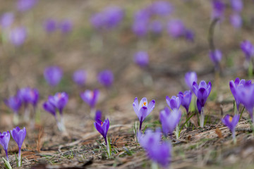 Purple crocus flowers in the forest