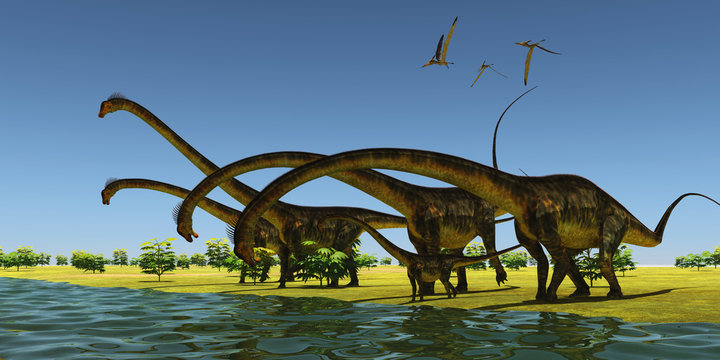 Jurassic Barosaurus Dinosaurs - A herd of Barosaurus dinosaurs bend their long necks to drink from a river as a flock of Pteranodons fly over.