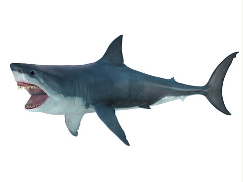 Megalodon Shark Attack Posture - The prehistoric Megalodon shark could grow to be 82 feet in length and lived during the Miocene to the Pliocene Periods.