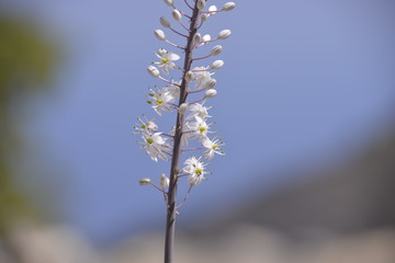 Nord Zypern, Natur, Blüten