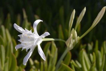 Nord Zypern, Natur, Blüten