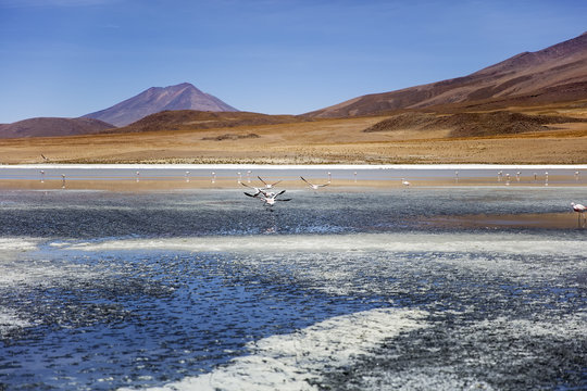 Laguna Colorada in Bolivia