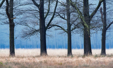 Bare winter trees in field with high yellow grass.