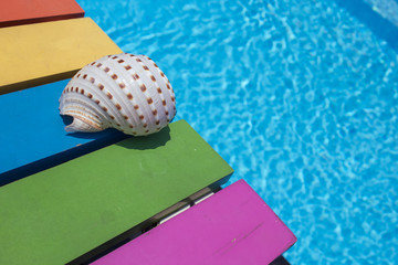 summer sea shell on color wooden sea